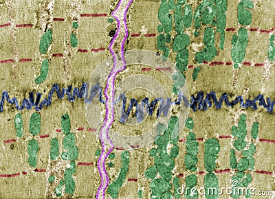 Heart muscle, TEM Stock Photo