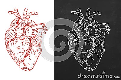 Heart, natural heart, sketch heart Stock Photo