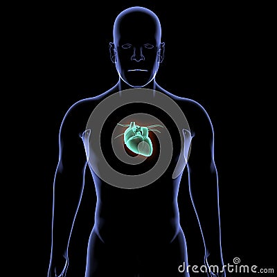 HEART.heart, organ that serves as a pump to circulate the blood Stock Photo