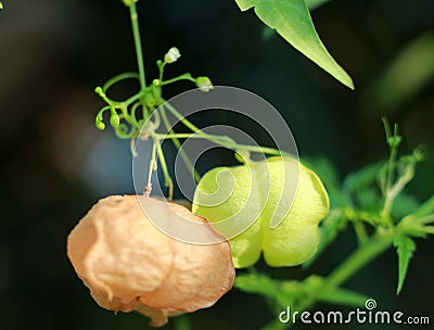 Heart Pea or Ballon Vine Stock Photo