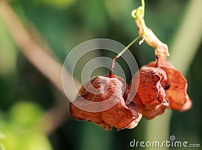 Heart Pea or Ballon Vine Stock Photo