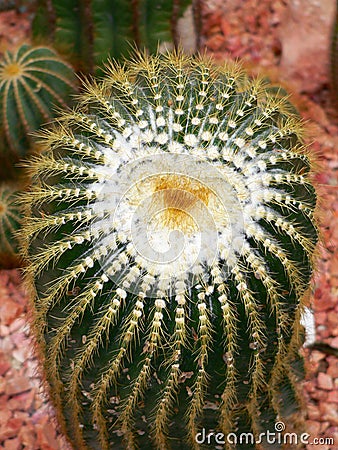 Heart of prickles Stock Photo