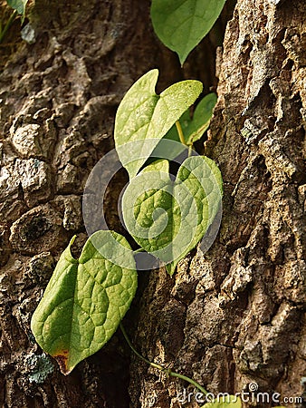 The heart shape climber Stock Photo