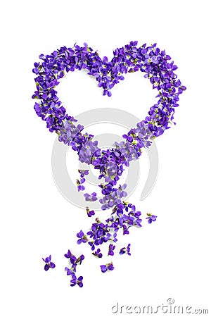 Heart shape flowers. Violets love symbol isolated on white background. Template for greeting card, web design Stock Photo