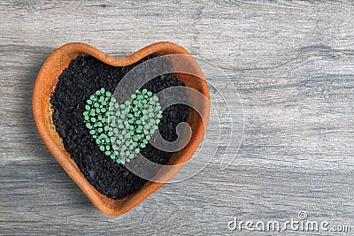 Heart shape of home grown young green vegetable seedling sow and grow in heart shaped terracotta pot on bright aged wooden potting Stock Photo