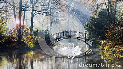 Heart shape of swans love mate for life in scenic view of misty pond autumn romantic landscape with beautiful old bridge in the Stock Photo