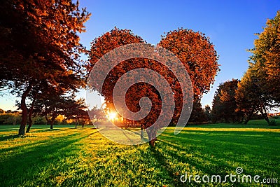 Heart shape tree with red leaves in park. Love symbol Stock Photo