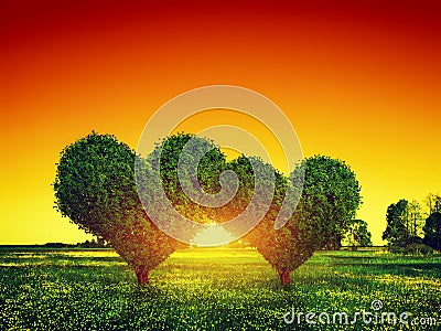 Heart shape trees couple on grass at sunset. Love Stock Photo