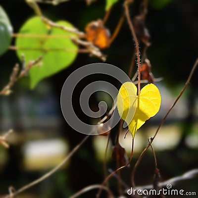 Heart shape yellow leaf vine on garden wire fence Stock Photo