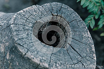 Heart-shaped bird nest in hollow trunk close up Stock Photo