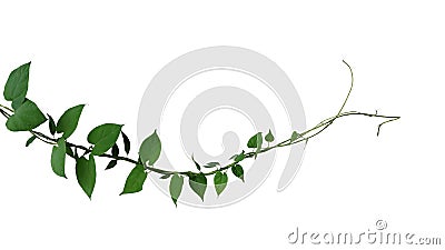 Heart shaped dark green leaf twisted jungle vines liana climbing Stock Photo