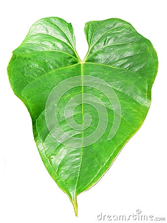 Heart shaped exotic plant leaf Stock Photo