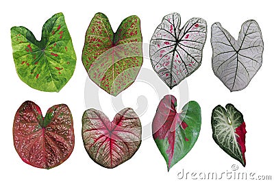 Heart shaped fancy leafed Caladium variegated collection, the tr Stock Photo