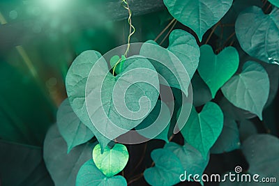 Heart shaped green crinkly leaf of coral vine or chain of love Stock Photo