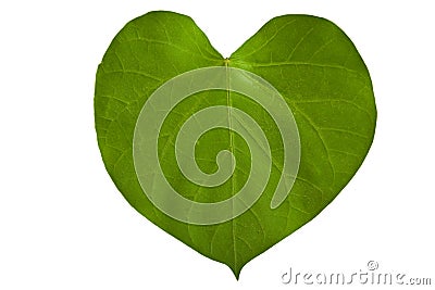 A heart shaped green leaf Stock Photo