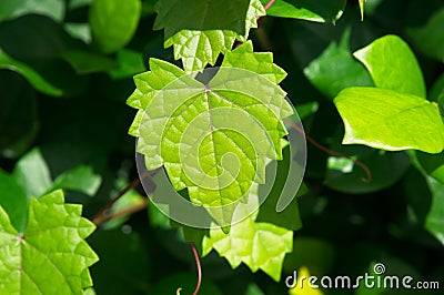 heart shaped green leaf Stock Photo