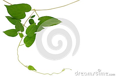Heart-shaped green leaf vine isolated on white background, clipping path included Stock Photo
