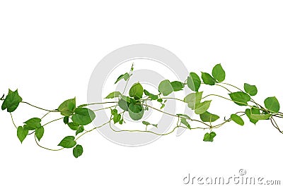 Heart shaped green leaf vines isolated on white background, clip Stock Photo