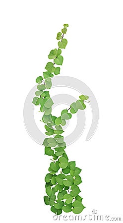 Heart shaped green leaves with bud flower climbing vines tropical plant isolated on white, path Stock Photo