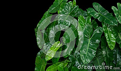 Heart shaped green leaves tropical plant on black background Stock Photo