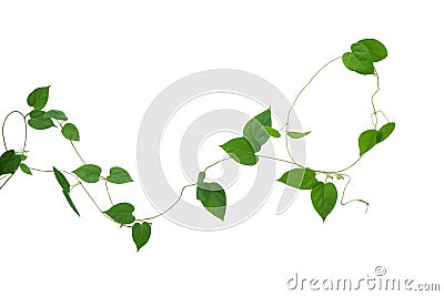 Heart shaped green leaves vines isolated on white background, cl Stock Photo