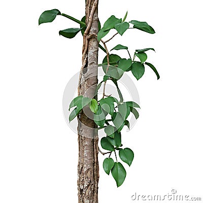 Heart shaped green leaves wild philodendron plant climbing on forest tree trunk isolated on white background, clipping path Stock Photo