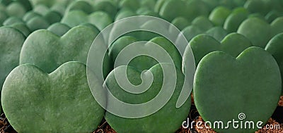 Heart shaped green succulent leaves pattern of Wax plant a.k.a. Hoya `Sweetheart` Hoya kerrii small potted houseplant, live Stock Photo