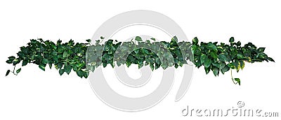 Heart-shaped green yellow variegated leaves of devil`s ivy or go Stock Photo