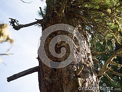 Heart-shaped hollow in a cedar trunk Stock Photo