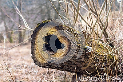 Heart shaped hollow in felled lying tree trunk Stock Photo