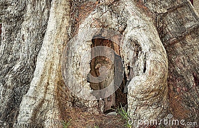 Heart-shaped hollow in a tree Stock Photo