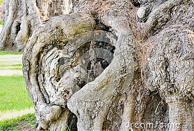 Heart-shaped hollow in a tree in a park Stock Photo