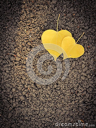 Heart shaped leaves on the floor Stock Photo