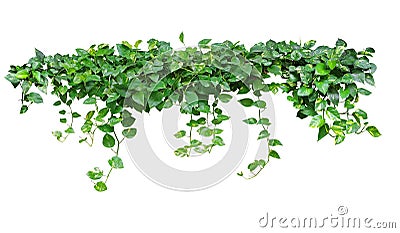 Heart shaped leaves vine, devil`s ivy, golden pothos, isolated o Stock Photo