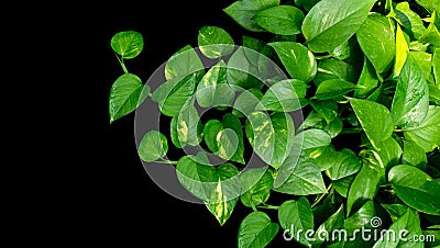 Heart shaped leaves vine, golden pothos Epipremnum aureum on b Stock Photo