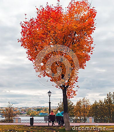 Heart shaped maple tree on a city street, fall season. People sitting on a bench looking at river. Editorial Stock Photo