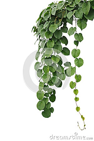 Heart-shaped thick green leaf wild vines, hanging climber vine b Stock Photo