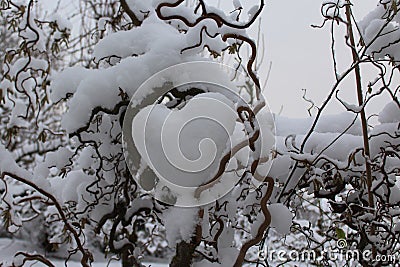 Heart of snow in the willow Stock Photo