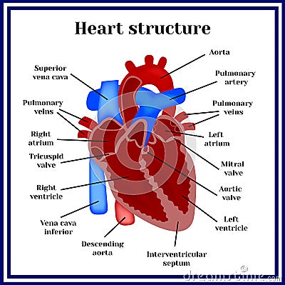 Heart structure. The organ of the circulatory system Vector Illustration