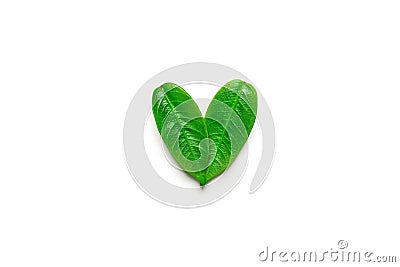 Heart symbol made from young green tree leaves isolated with shadow on solid white background. Environmental conservation plastic Stock Photo