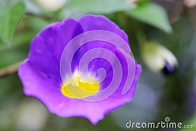 The heart of Thunbergia erecta flowers Stock Photo