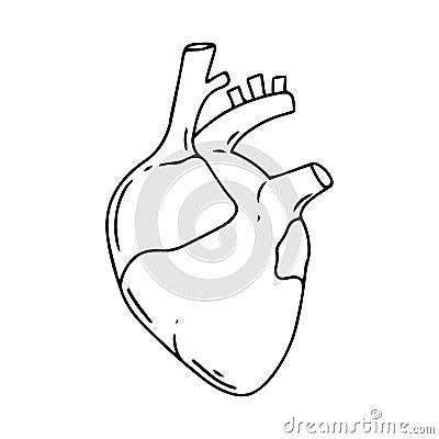 Heart vector design. Realistic anatomy pictures. Human body internal organs black white Vector Illustration