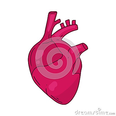 Heart vector design. Realistic anatomy pictures. Human body internal organs, Vector Illustration