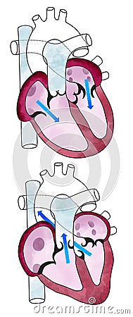 Heart, ventricles, human anatomy, cardiac ventricles Stock Photo