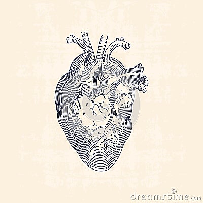 Heart Vector Illustration