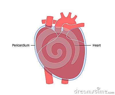 Heart wall anatomy Vector Illustration