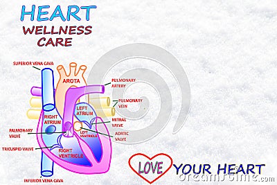 Heart wellness care words in snow white backgrund Stock Photo