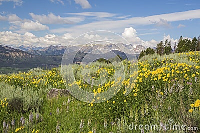 Heartleaf Arnica wildflower flowers montana wildflowers meadow Stock Photo