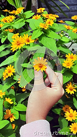 Heartleaf Arnica sunflowers in hand Stock Photo