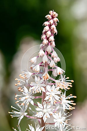Heartleaf foamflowers tiarella cordifolia in bloom Stock Photo